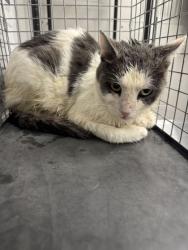 Shelter Stray Female Cat last seen Douglas Dam Rd, Sevier County, TN, 1008 Old Knoxville Hwy, Sevierville, TN 37862, USA