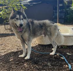 Shelter Stray Male Dog last seen Near COVINGTON HIGHWAY, 30058, GA, 3280 Chamblee Dunwoody Rd, Chamblee, GA 30341, USA