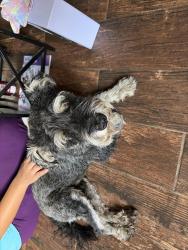 Found/Stray Male Dog last seen Near E 23rd street, Odessa, TX 79761