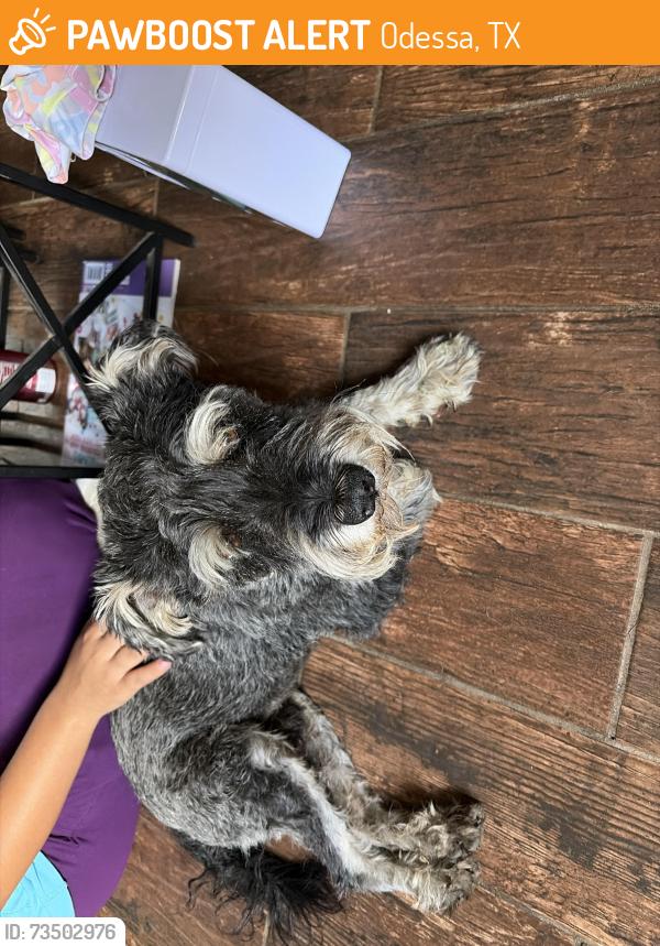 Found/Stray Male Dog last seen Near E 23rd street, Odessa, TX 79761
