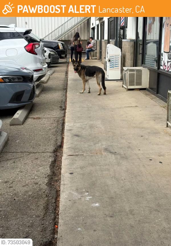 Found/Stray Female Dog last seen Between avenue k and j, Lancaster, CA 93535