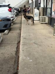 Found/Stray Female Dog last seen Between avenue k and j, Lancaster, CA 93535