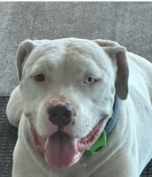 Reunited Male Dog last seen Orem and Buffalo Speedway, Houston, TX 77045