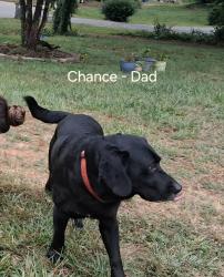 Lost Male Dog last seen Indiana Ave and Hoskins Dr, Winston-Salem, NC 27105