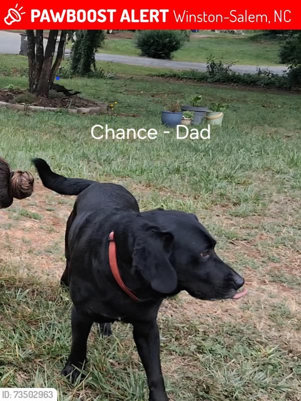 Lost Male Dog last seen Indiana Ave and Hoskins Dr, Winston-Salem, NC 27105