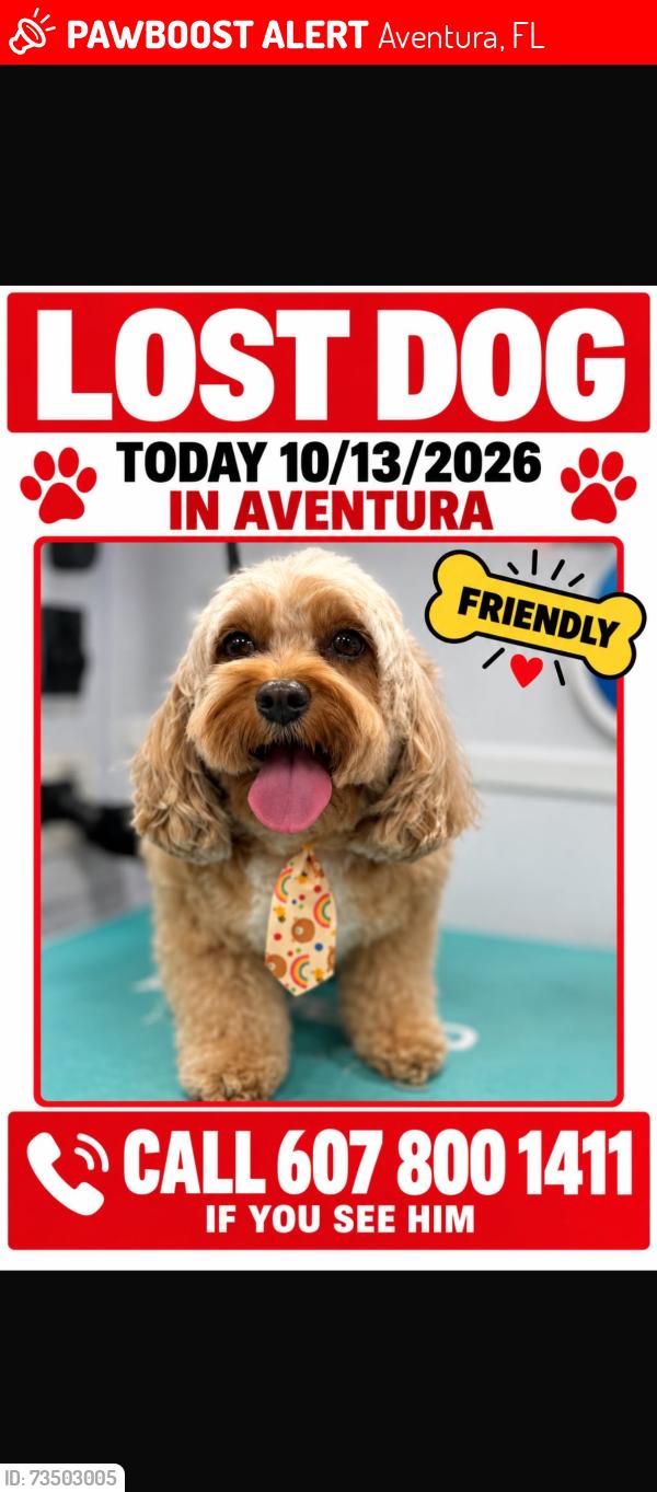 Lost Male Dog last seen Highland oaks park, Aventura, FL 33180