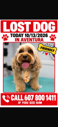 Lost Male Dog last seen Highland oaks park, Aventura, FL 33180