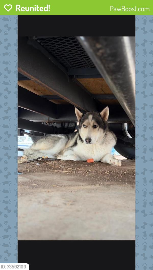 Reunited Male Dog last seen Talking Stick Resort Amphitheatre, Phoenix, AZ 85035