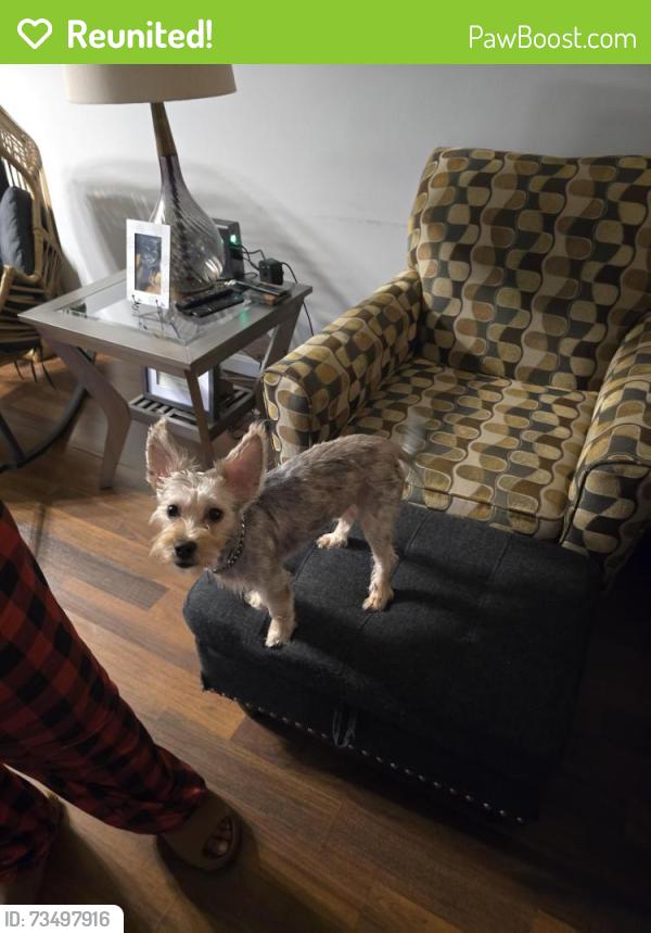 Reunited Male Dog last seen Apple Hill Medical Cenyer, York, PA 17403