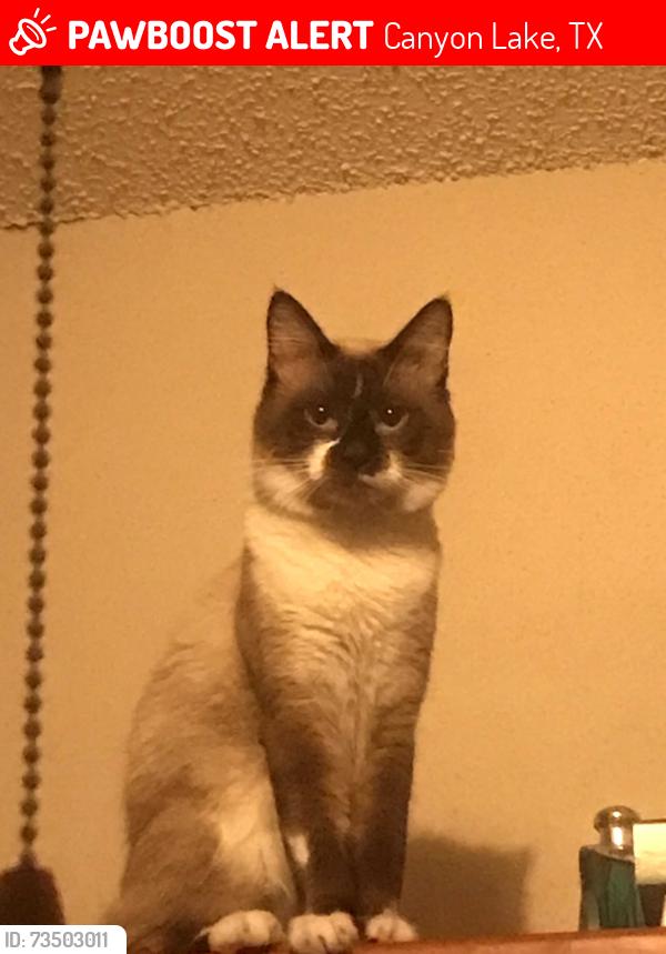Lost Male Cat last seen Blueridge driver, Canyon Lake, TX 78133