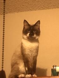 Lost Male Cat last seen Blueridge driver, Canyon Lake, TX 78133