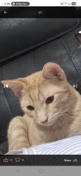 Reunited Male Cat last seen Near W Crested Butte Ave, Nampa, ID 83651, USA, Nampa, ID 83651