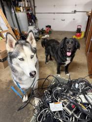 Found/Stray Male Dog last seen Rustic creek terrace and bryant, Edmond, OK 73013