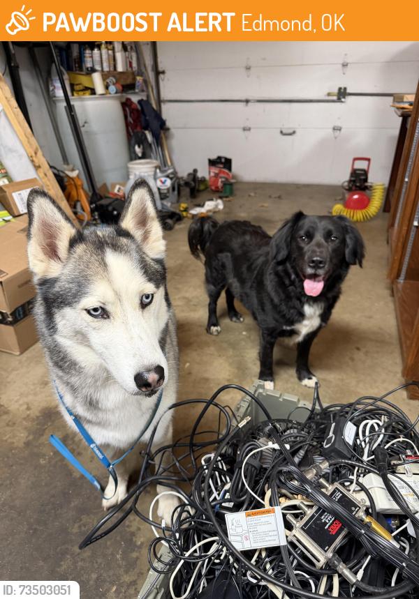 Found/Stray Male Dog last seen Rustic creek terrace and bryant, Edmond, OK 73013