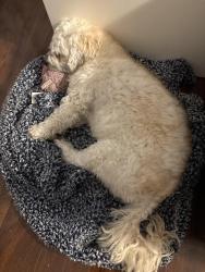 Reunited Male Dog last seen Colorado blvd and 108th Ave, Thornton, CO 80241