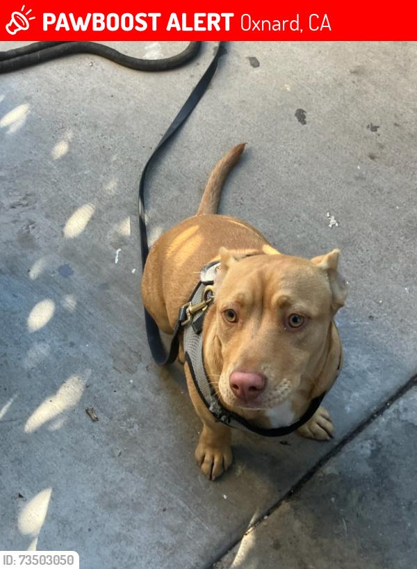 Lost Male Dog last seen Redwood st & j st, Oxnard, CA 93033
