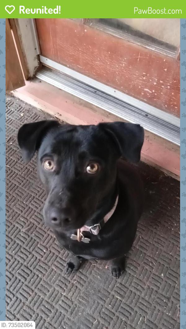 Reunited Male Dog last seen Ramona and Eden in Hayward, Hayward, CA 94545