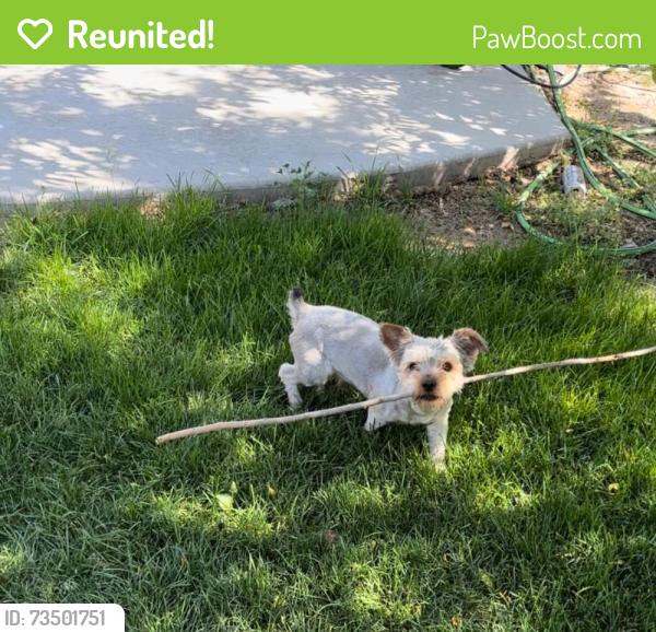 Reunited Male Dog last seen Henry lane and Lewis, Canyon County, ID 83686