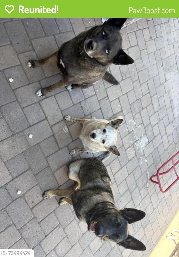 Reunited Female Dog last seen Spring Valley Worthington St, Spring Valley, CA 91977