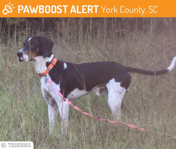 Found/Stray Male Dog last seen Hwy 321 and Cameron road, York County, SC 29745