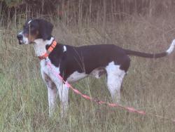 Found/Stray Male Dog last seen Hwy 321 and Cameron road, York County, SC 29745