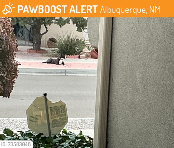 Found/Stray Female Dog last seen Bryan Ave and Unser, Albuquerque, NM 87114