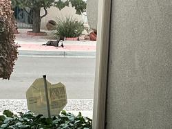 Found/Stray Female Dog last seen Bryan Ave and Unser, Albuquerque, NM 87114