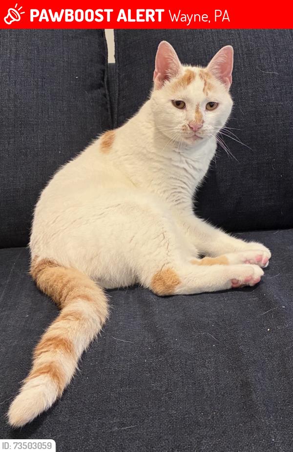 Lost Male Cat last seen South Devon road, Wayne, PA 19087