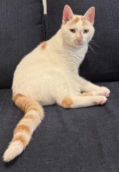 Lost Male Cat last seen South Devon road, Wayne, PA 19087