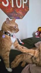 Reunited Male Cat last seen Near Gallatin Ln, Fort Worth, TX 76177