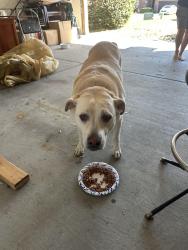 Found/Stray Male Dog last seen chemstrand near nine mile, Escambia County, FL 32534