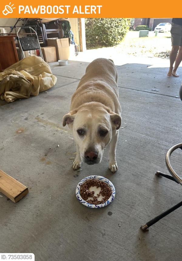 Found/Stray Male Dog last seen chemstrand near nine mile, Escambia County, FL 32534