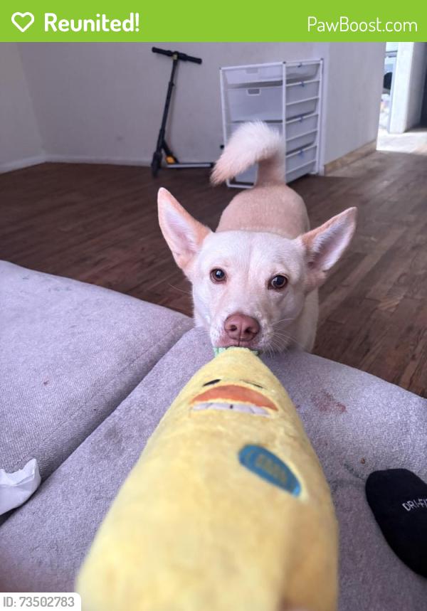 Reunited Male Dog last seen Near Pate Dr, Fort Worth, TX 76105, USA, Fort Worth, TX 76105