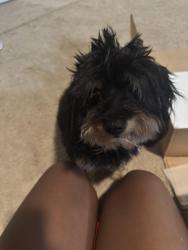 Lost Male Dog last seen flt shoals SW & Smyrna rd SW, Conyers, GA 30094