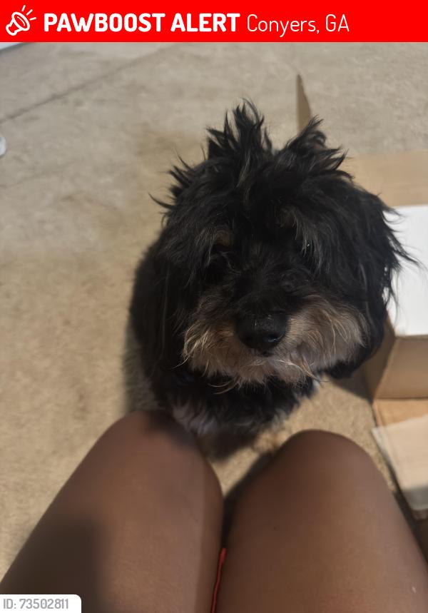 Lost Male Dog last seen flt shoals SW & Smyrna rd SW, Conyers, GA 30094