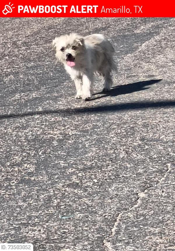 Lost Unknown Dog last seen Mimosa, Amarillo, TX 79107