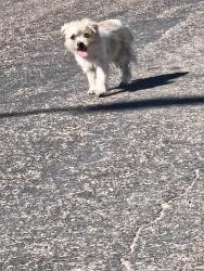 Lost Unknown Dog last seen Mimosa, Amarillo, TX 79107