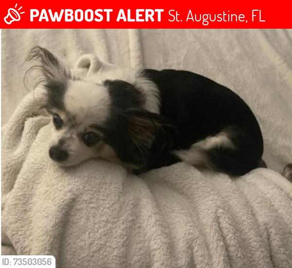 Lost Female Dog last seen Meadow ridge drive, St. Augustine, FL 32092