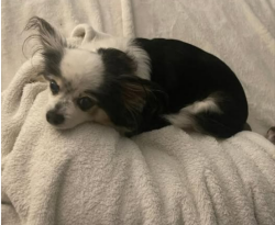 Lost Female Dog last seen Meadow ridge drive, St. Augustine, FL 32092