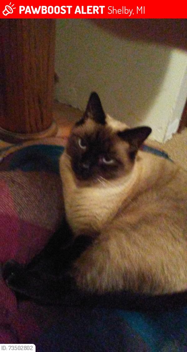 Lost Male Cat last seen Shelby middle school, Shelby, MI 49455