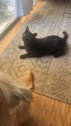 Lost Male Cat last seen Orville and Lawrence St, Engleside, VA 22309