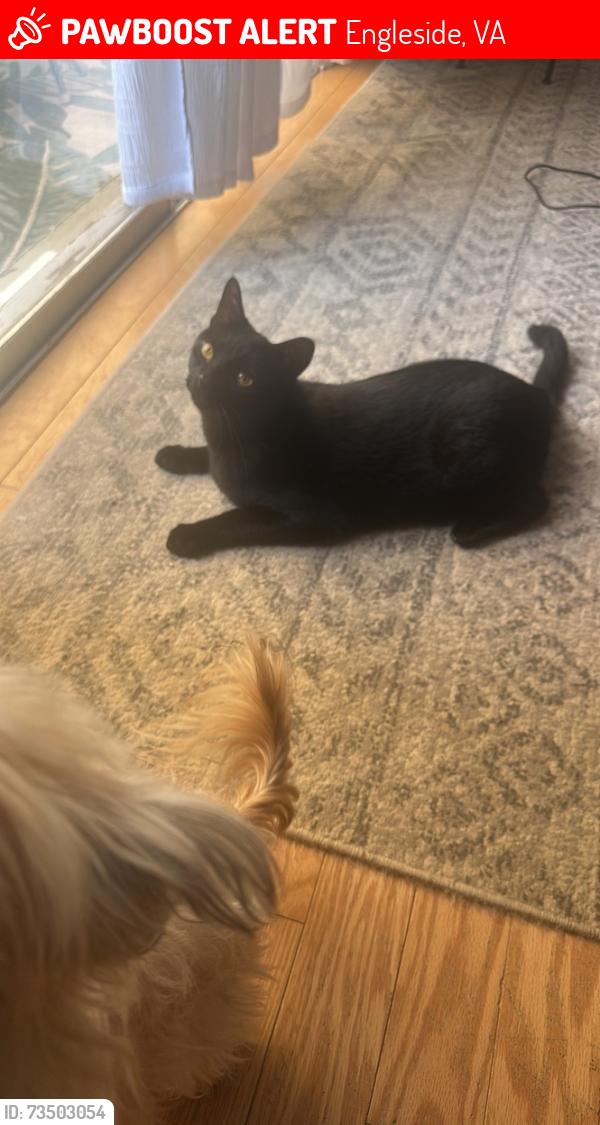 Lost Male Cat last seen Orville and Lawrence St, Engleside, VA 22309