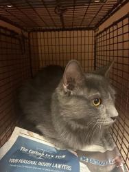 Shelter Stray Female Cat last seen Near McKie Drive, AUSTIN, TX, 78752, 7201 Levander Loop bldg a, Austin, TX 78702, USA