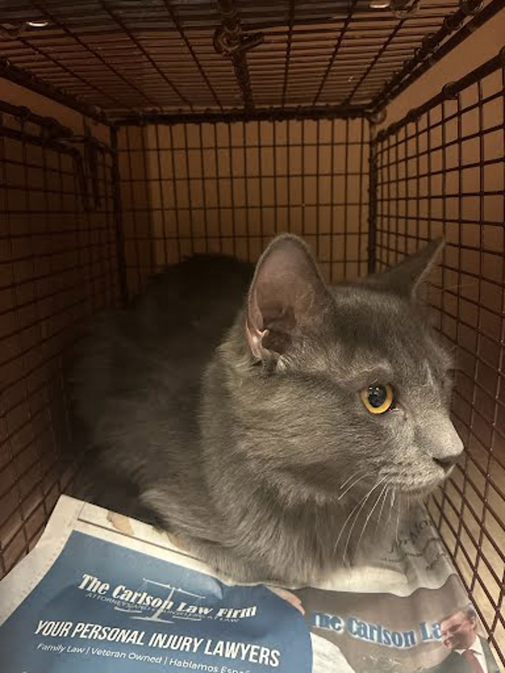 Shelter Stray Female Cat last seen Near McKie Drive, AUSTIN, TX, 78752, 7201 Levander Loop bldg a, Austin, TX 78702, USA
