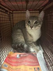 Shelter Stray Female Cat last seen Near McKie Drive, AUSTIN, TX, 78752, 7201 Levander Loop bldg a, Austin, TX 78702, USA