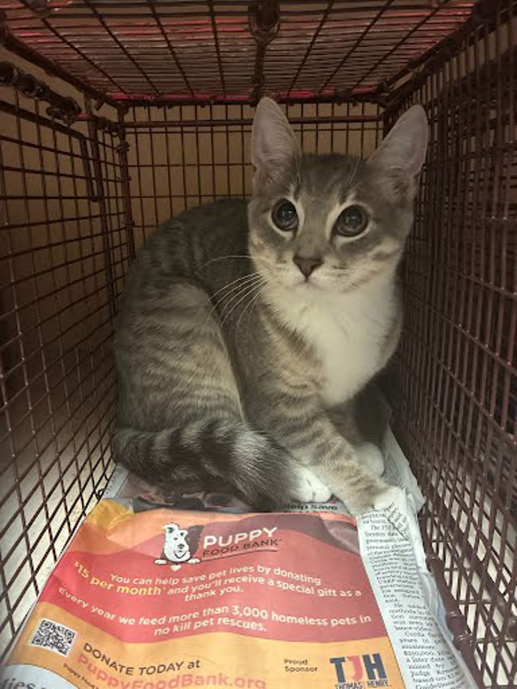 Shelter Stray Female Cat last seen Near McKie Drive, AUSTIN, TX, 78752, 7201 Levander Loop bldg a, Austin, TX 78702, USA