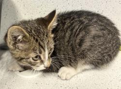 Shelter Stray Male Cat last seen Near E Carol Way, Midvale, UT, 84047, 511 W 3900 S, Salt Lake City, UT 84123, USA