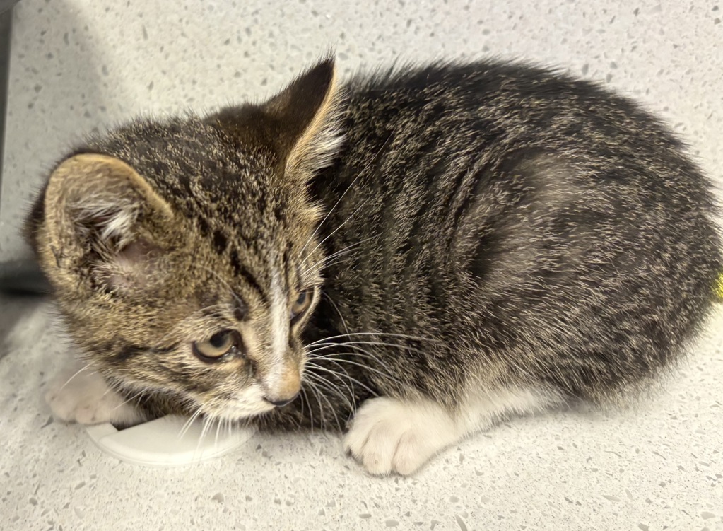 Shelter Stray Male Cat last seen Near E Carol Way, Midvale, UT, 84047, 511 W 3900 S, Salt Lake City, UT 84123, USA