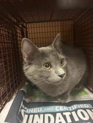 Shelter Stray Male Cat last seen Near McKie Drive, AUSTIN, TX, 78752, 7201 Levander Loop bldg a, Austin, TX 78702, USA