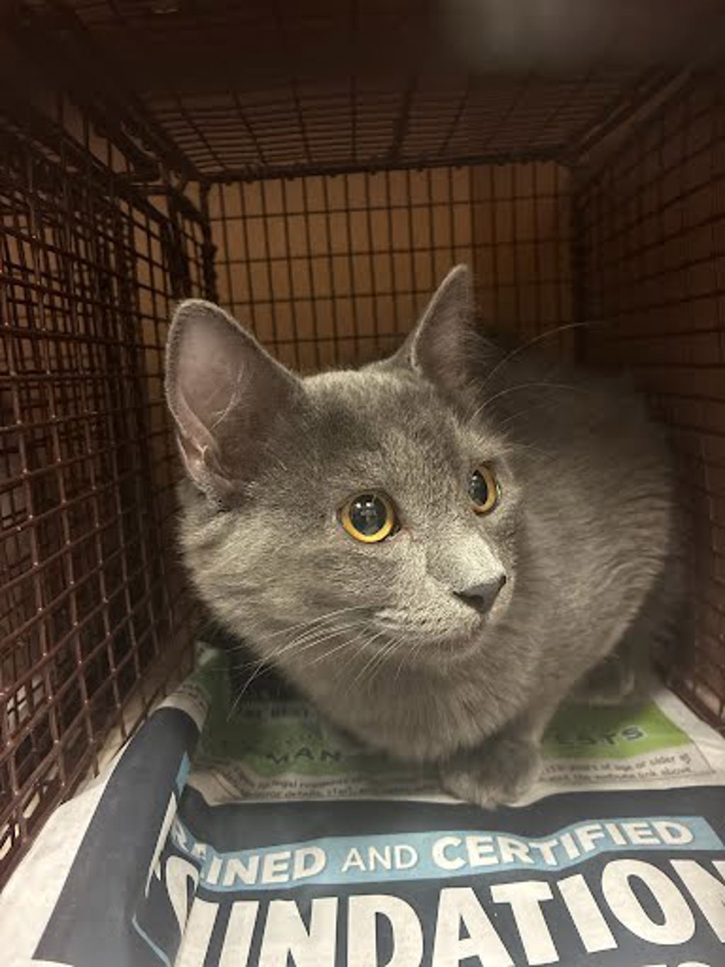 Shelter Stray Male Cat last seen Near McKie Drive, AUSTIN, TX, 78752, 7201 Levander Loop bldg a, Austin, TX 78702, USA